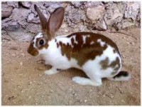 /album/conejos-y-cuyes-en-venta/propiedad-de-criaderps-samaniego-2-jpg/